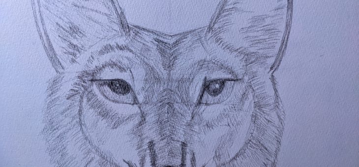 東大に入るための勉強日記(2022/10/10(月)(動物の絵)